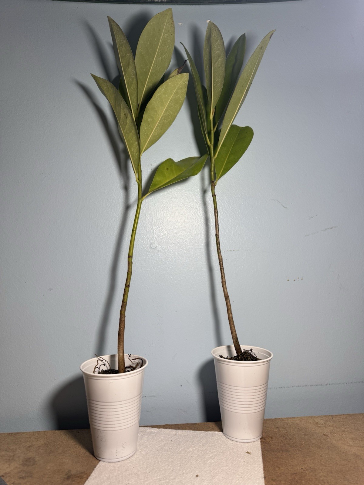 1 LIVE PLANT SOUTHERN MAGNOLIA BEST GIFT LIVE PLANT GUARANTEED