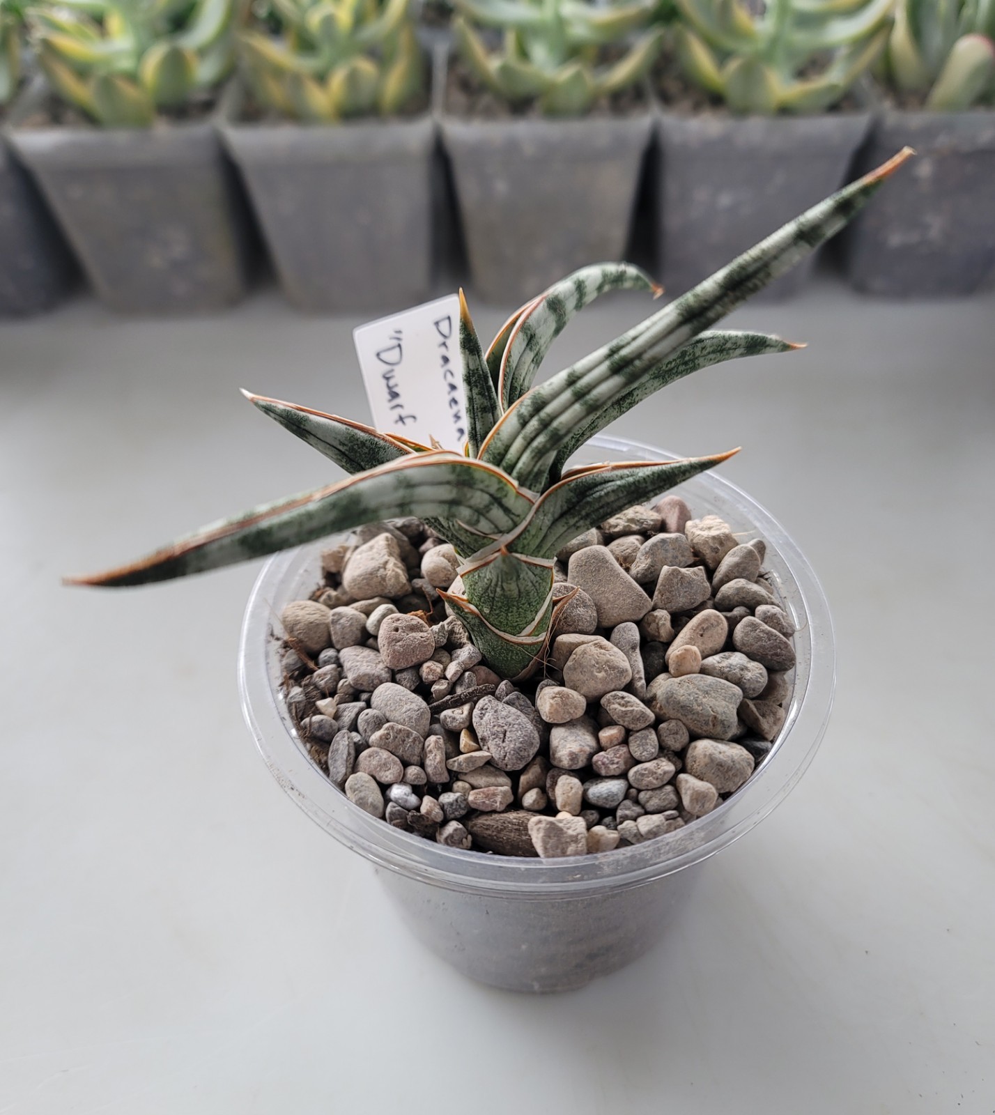 Live Cutting Dracaena Ballyi “Dwarf Snake Plant” Succulent In 4″ Pot – No Roots