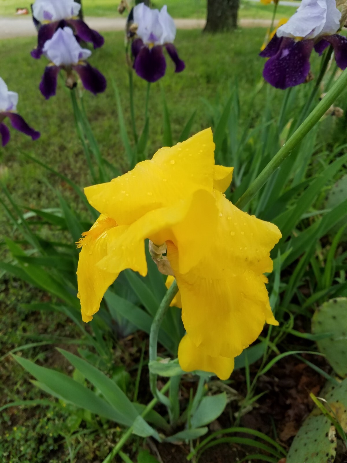 20x FRESH MIXED VARIETIES/COLORS BEARDED IRIS Bulbs/Rhizomes FRESH