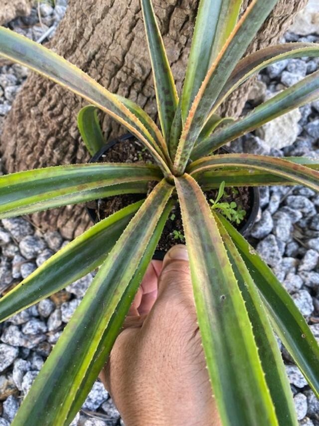 PINEAPPLE PUNCH (MANFREDA X AGAVE HYBRID) MATURE PLANT