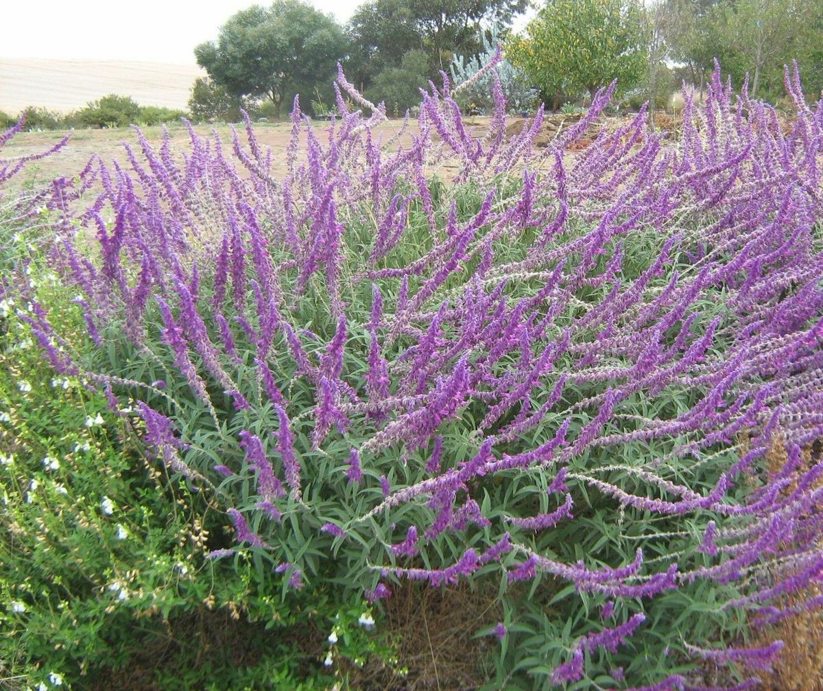 Salvia leucantha MEXICAN BUSH SAGE Seeds!