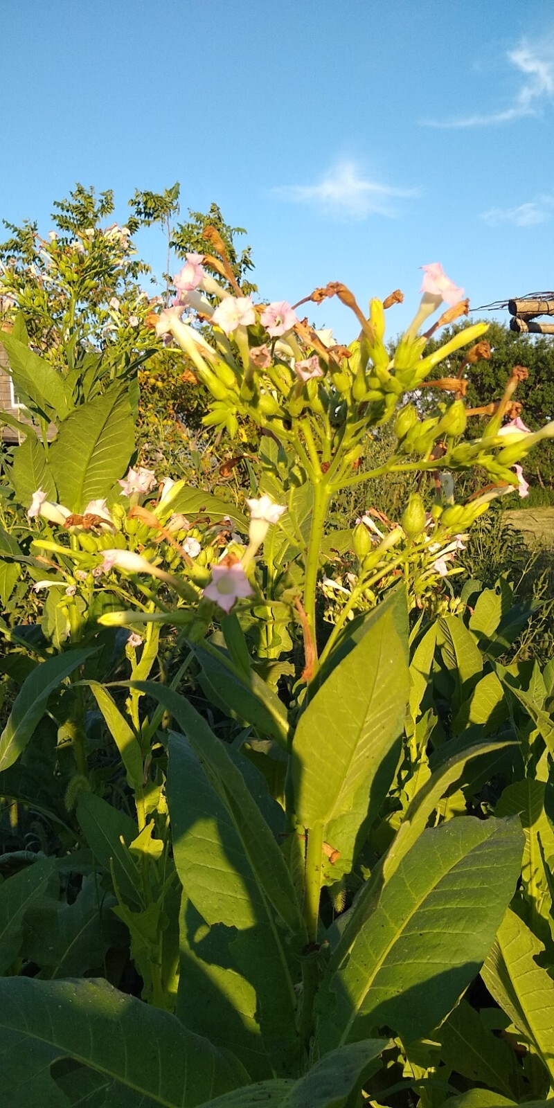 Perique Tobacco Seeds ~ 1000 to 100,000 seeds ~ Heirloom Nicotiana Tabacum