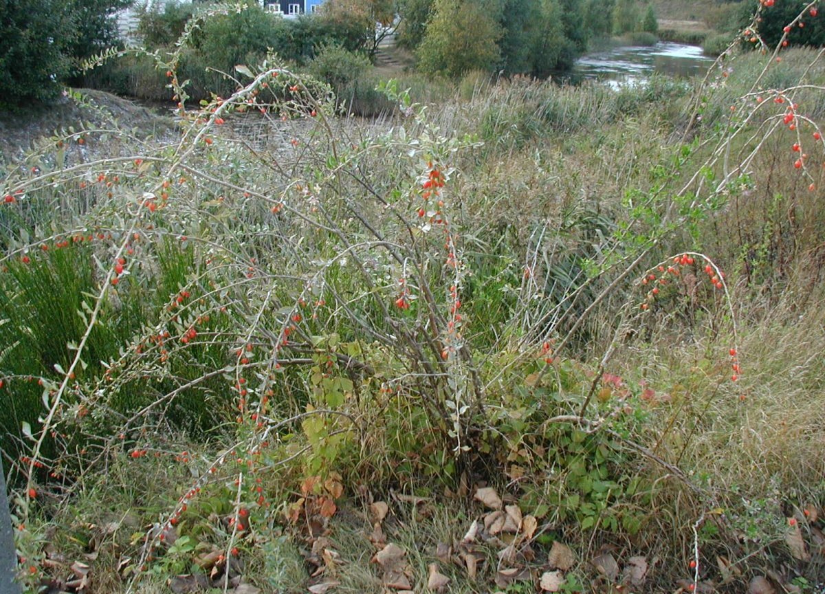 Gojiberry Seeds – Lycium barbarum Seeds – Goji Berry – Multiple Quantities