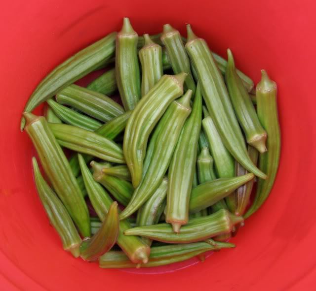 150 EMERALD GREEN VELVET OKRA Spineless Abelmoschus Esculentus Vegetable Seeds
