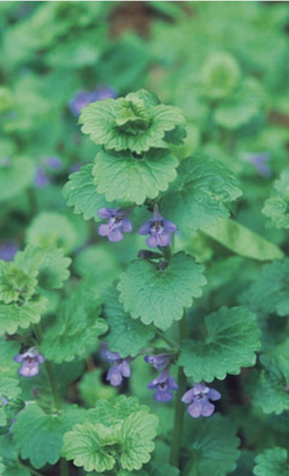 10 Creeping Charlie Live Vine Plant Evergreen GROUND Glechoma Hederacea