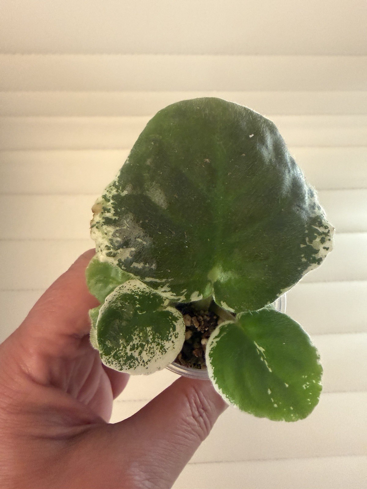 African Violet – KO-PASMURNIY DEKABR (A gloomy December ) Leaf Pot