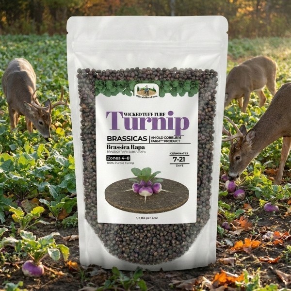 Old Cobblers Farm™ Wicked Tuff Turf Purple Top Turnip – Heirloom Garden Seeds
