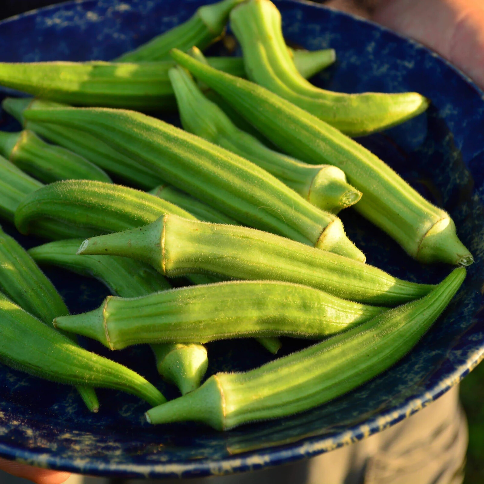 Perkins Long Pod Okra Seeds, NON-GMO, Spineless, Large Okra, FREE SHIPPING