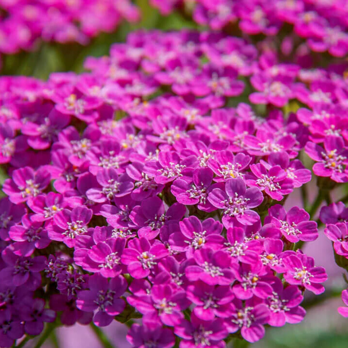 Cerise Queen Yarrow Seeds | Heirloom | Free Shipping | Flower Seeds | 1268