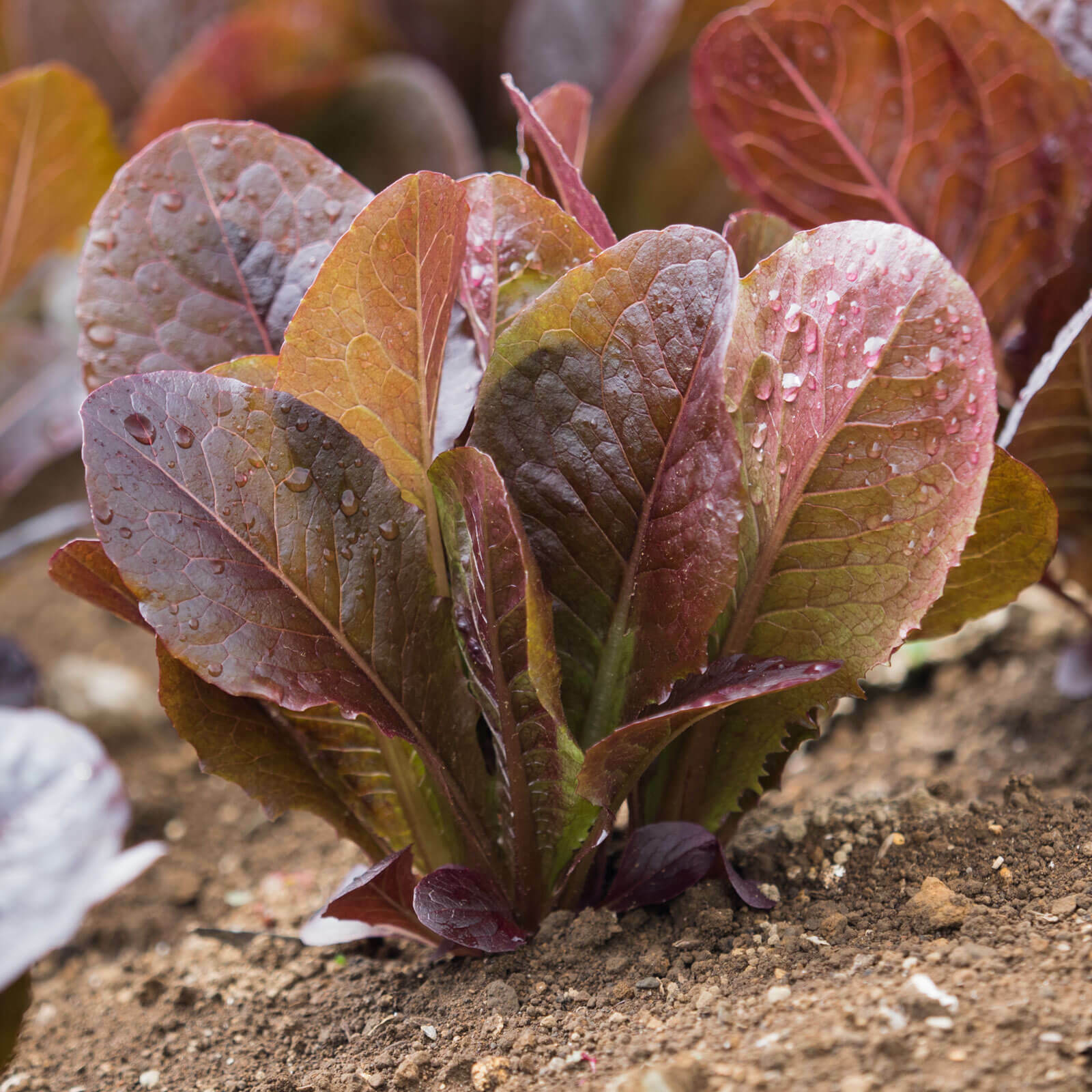 1000 RED ROMAINE LETTUCE SEEDS ~ heirloomseedguy ~ 2026 ~ NON-GMO