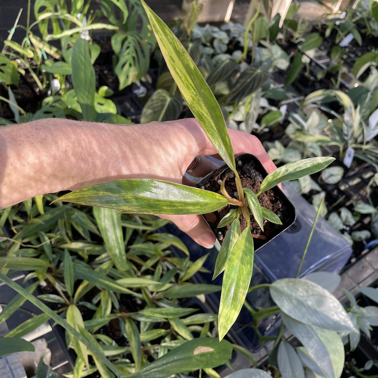 Philodendron Caramel Marble variegated 2.5″ pot, Fedex 2day*