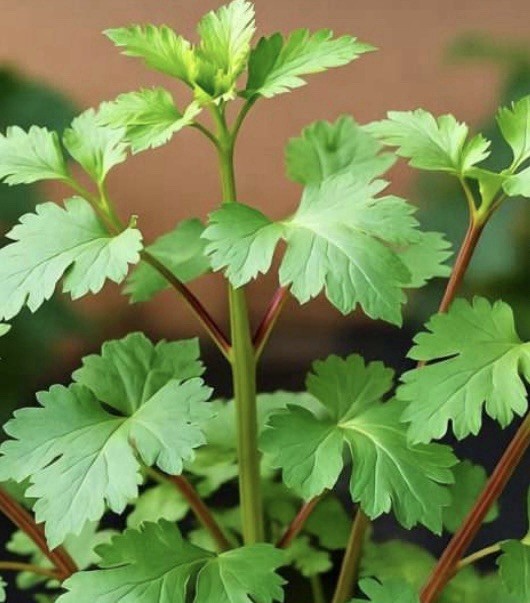 Cilantro 100+ seeds, organic Non-GMO