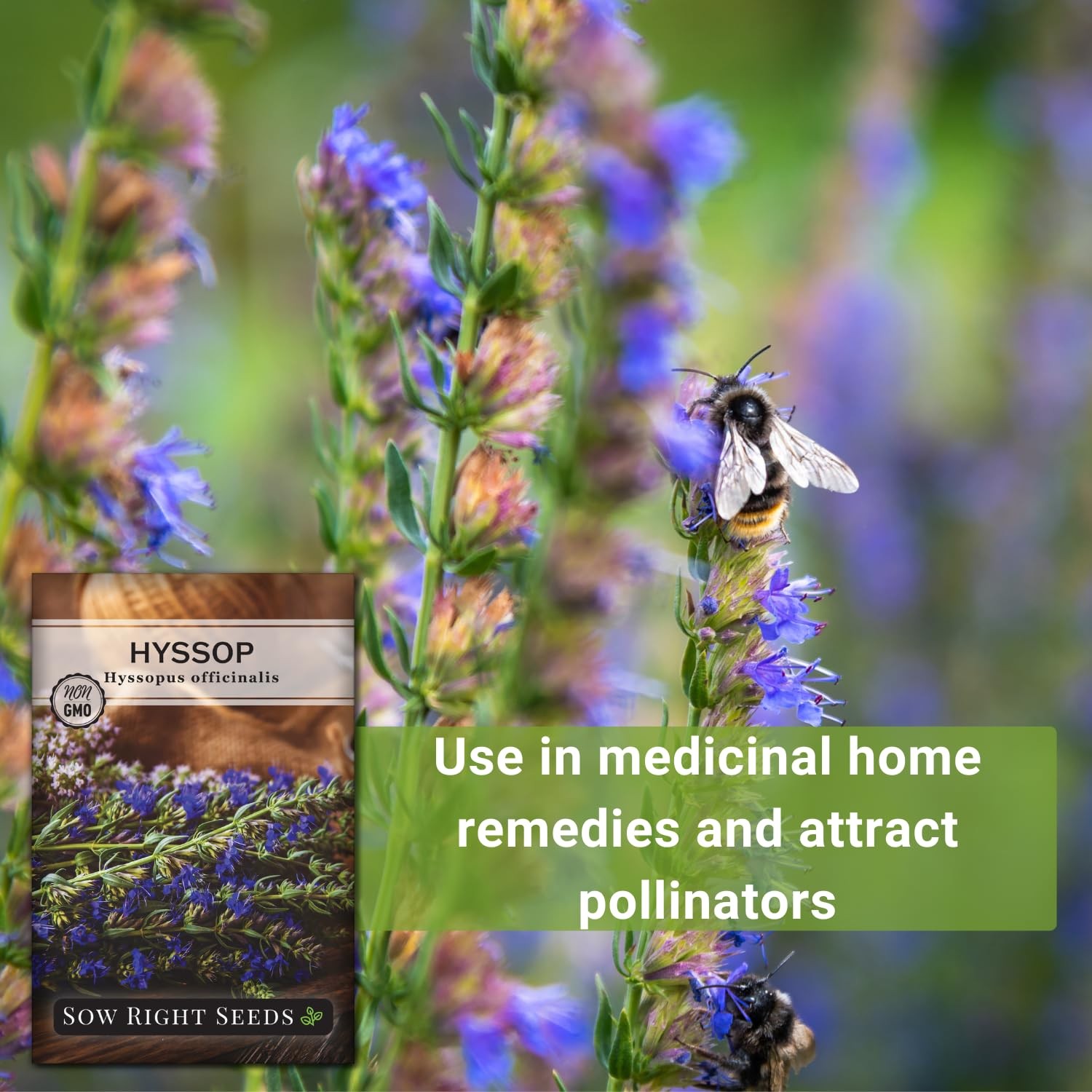 Sow Right Seeds – Hyssop Seed for Planting – Medicinal Herb to Plant purple