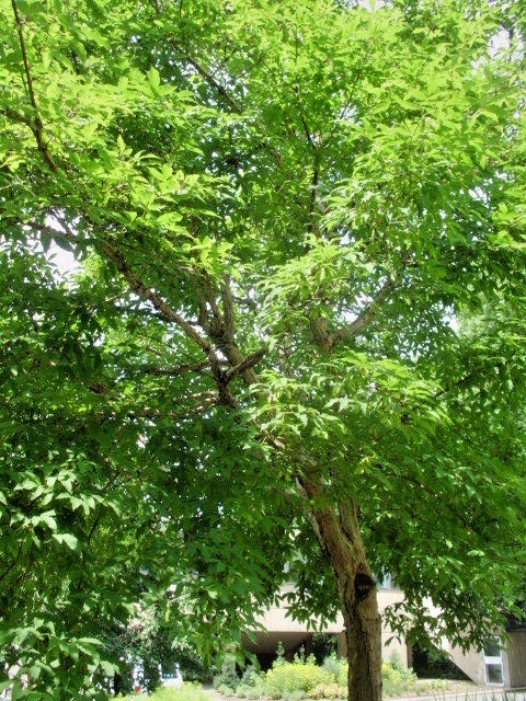 20 THREE FLOWER MAPLE SEEDS – Acer trifolium