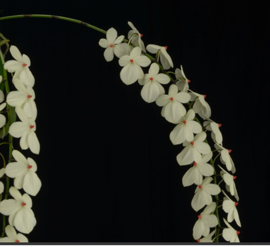 Aerangis luteoalba var. rhodosticta Orchid Species BS