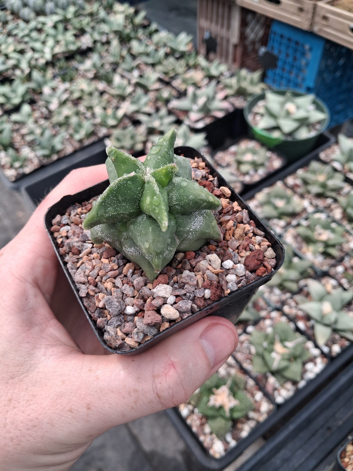 Astrophytum myriostigma kikko rare US seller