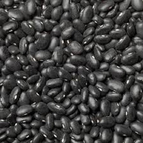Premium Black Turtle Bean Seeds. Heirloom. Non-GMO. Dry Bean. Garden Vegetable
