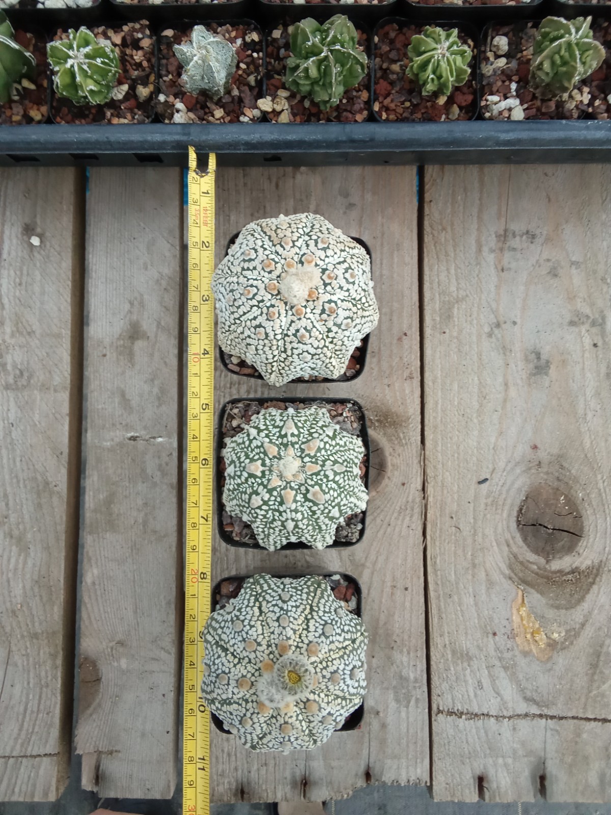 Astrophytum asterias Superkabuto big size 2.75in pot US seller