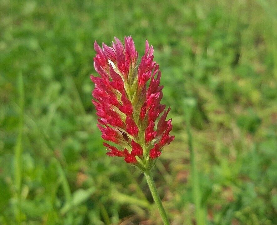 1200+ Clover CRIMSON RED SEEDS ———– BEE’S / HUMMINGBIRD — COVER CROP