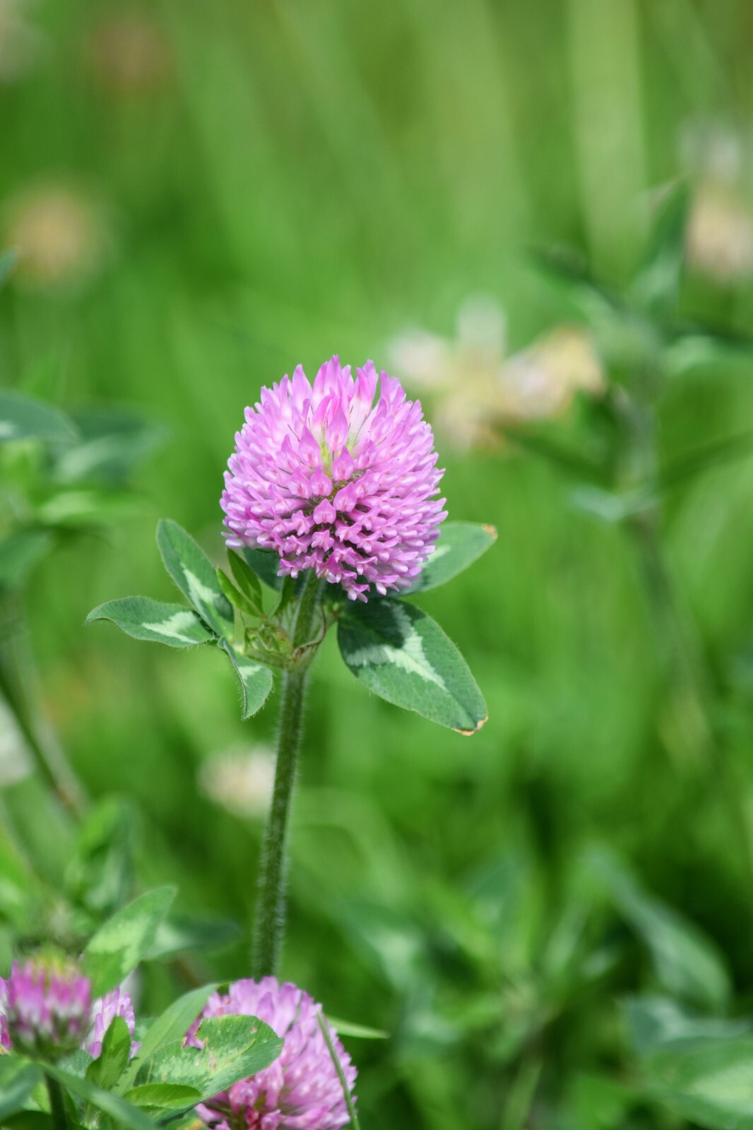 Medium Red Clover Seed – NON-GMO Heirloom Inoculated Cover Crop & Pasture