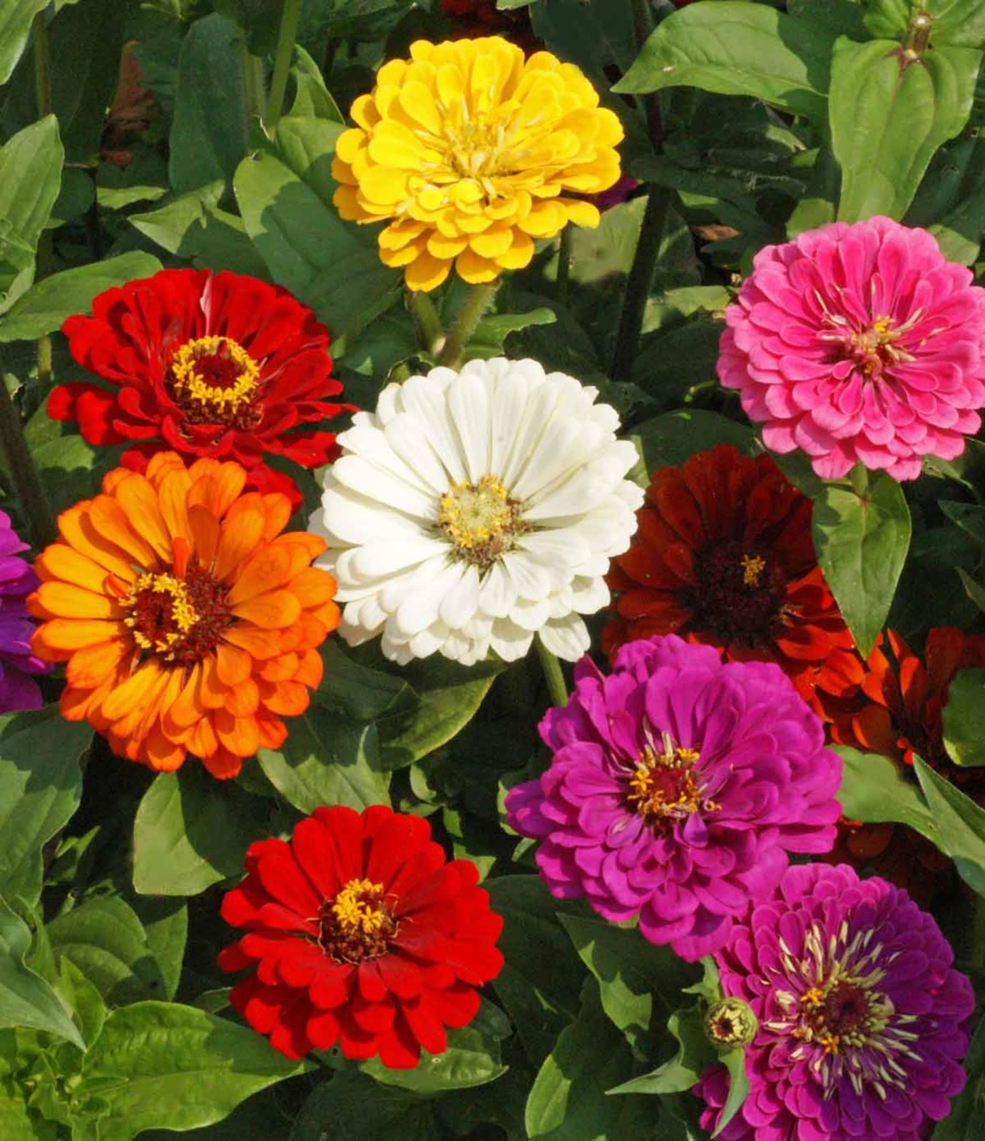 Zinnia California Giant Mix Nice 5,000 Seeds, Orange,Pink,Purple,Yellow