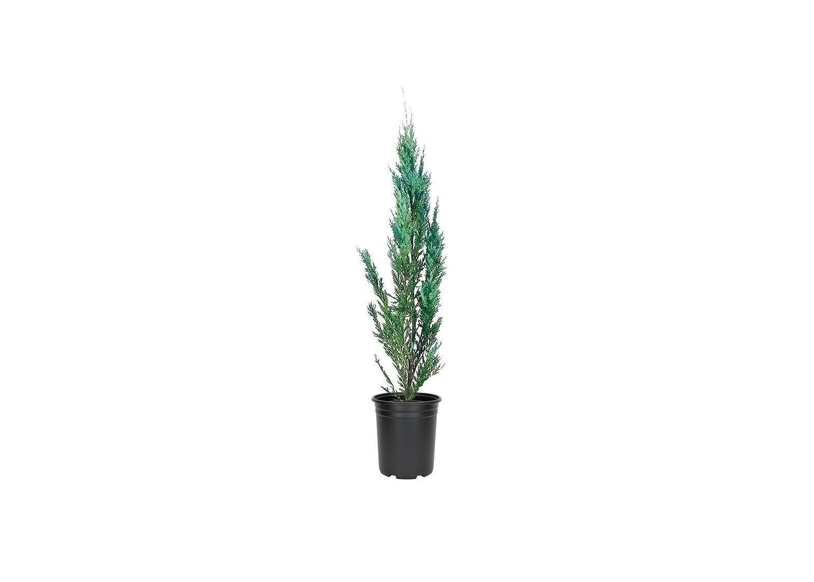 Juniper Moonglow | 4 Inch | Juniperus scopulorum | Groundcover | Erosion Control