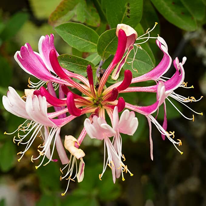 ~Serotina Belgica~Honeysuckle Vine Plant Late Dutch Lonicera~HUMMINGBIRD HEAVEN!