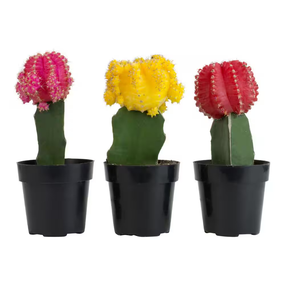 2.5 In. Assorted Grafted Cactus (3-Pack)