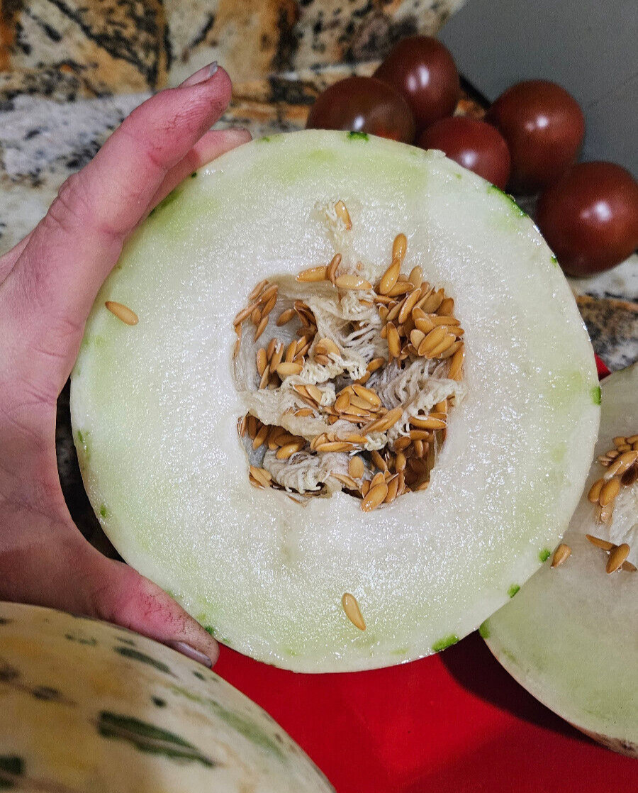 DYNO MELON Seeds (25) / DINOSAUR EGG MELON / HONDURAS / SUPER RARE FRUIT