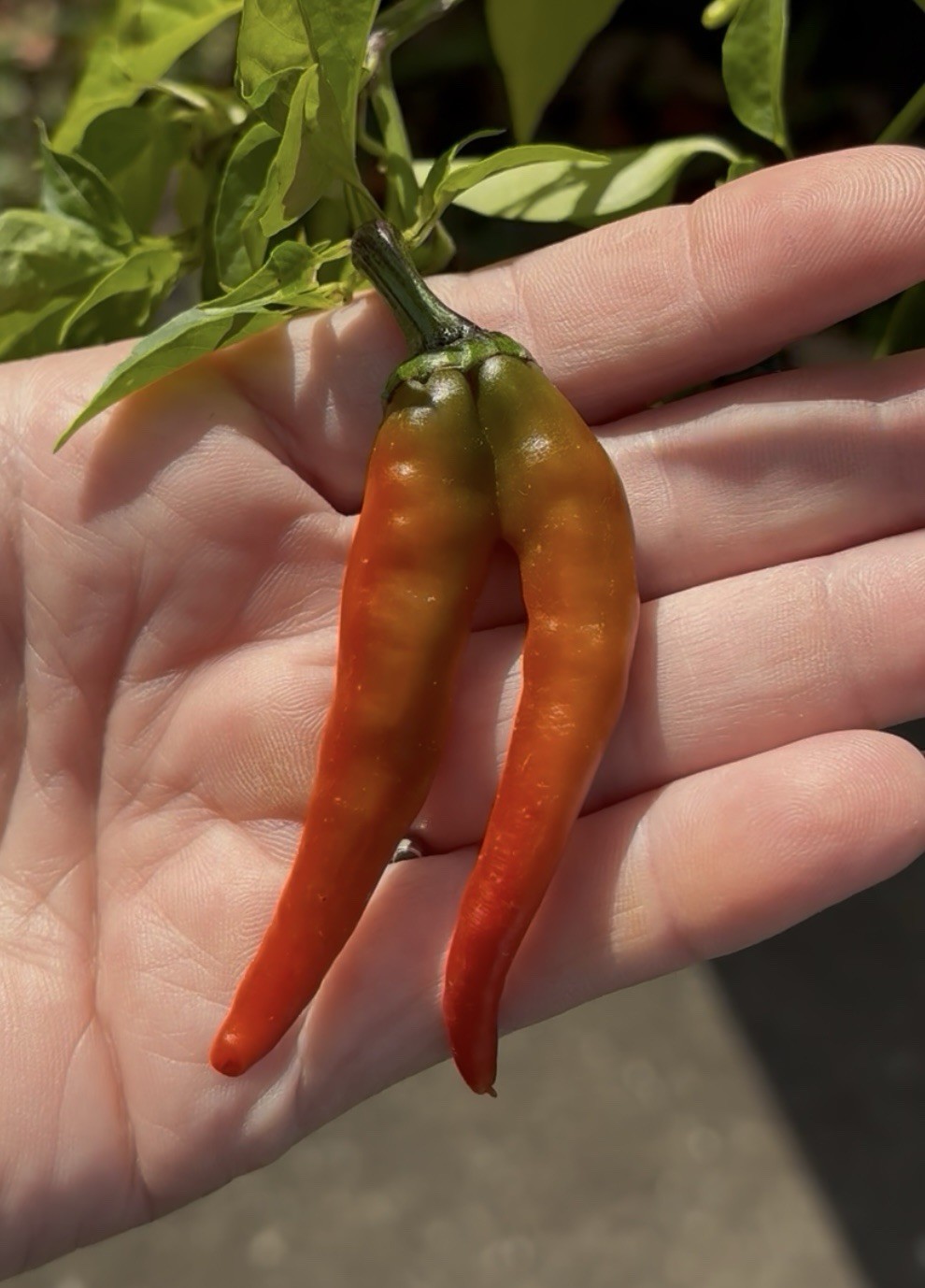 Green House Floor Hot Pepper Mix 16 Varieties 250+ Seeds
