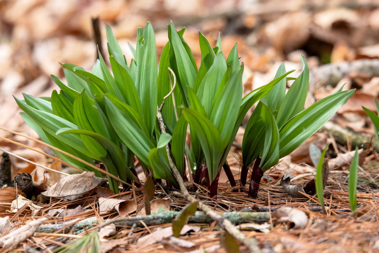 20 RAMP / WILD LEEK Allium Tricoccum Ramps Vegetable Herb Shade Flower Seeds