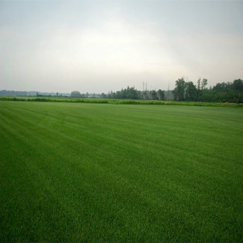 Double Eagle® Centipede Grass Seed 5 Lbs. – 10,000 Sq.ft Coverage