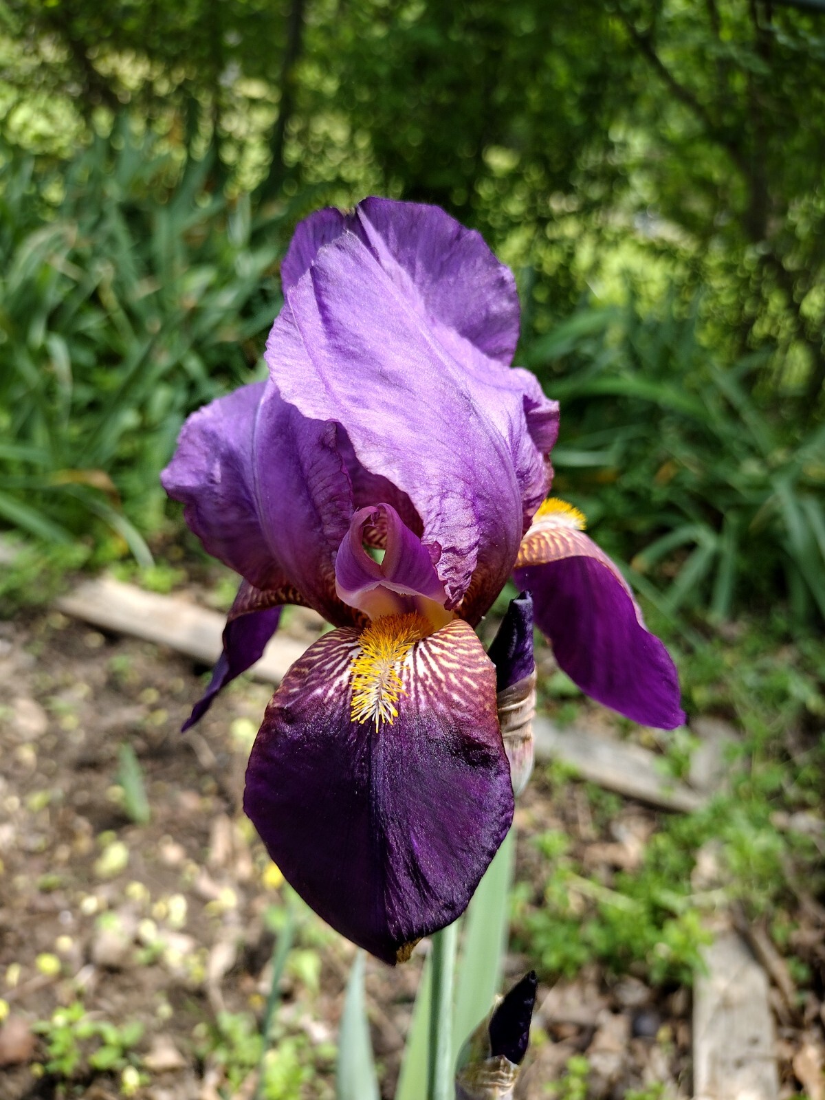 20x FRESH MIXED VARIETIES/COLORS BEARDED IRIS Bulbs/Rhizomes FRESH