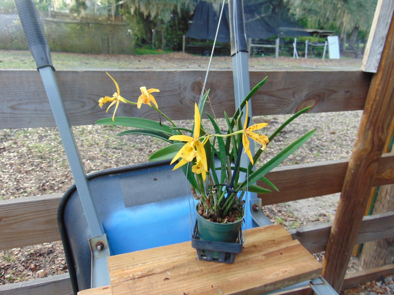 Bc. Yellow Bird FLOWERS 4″ pot LARGE PLANT 6/26/26