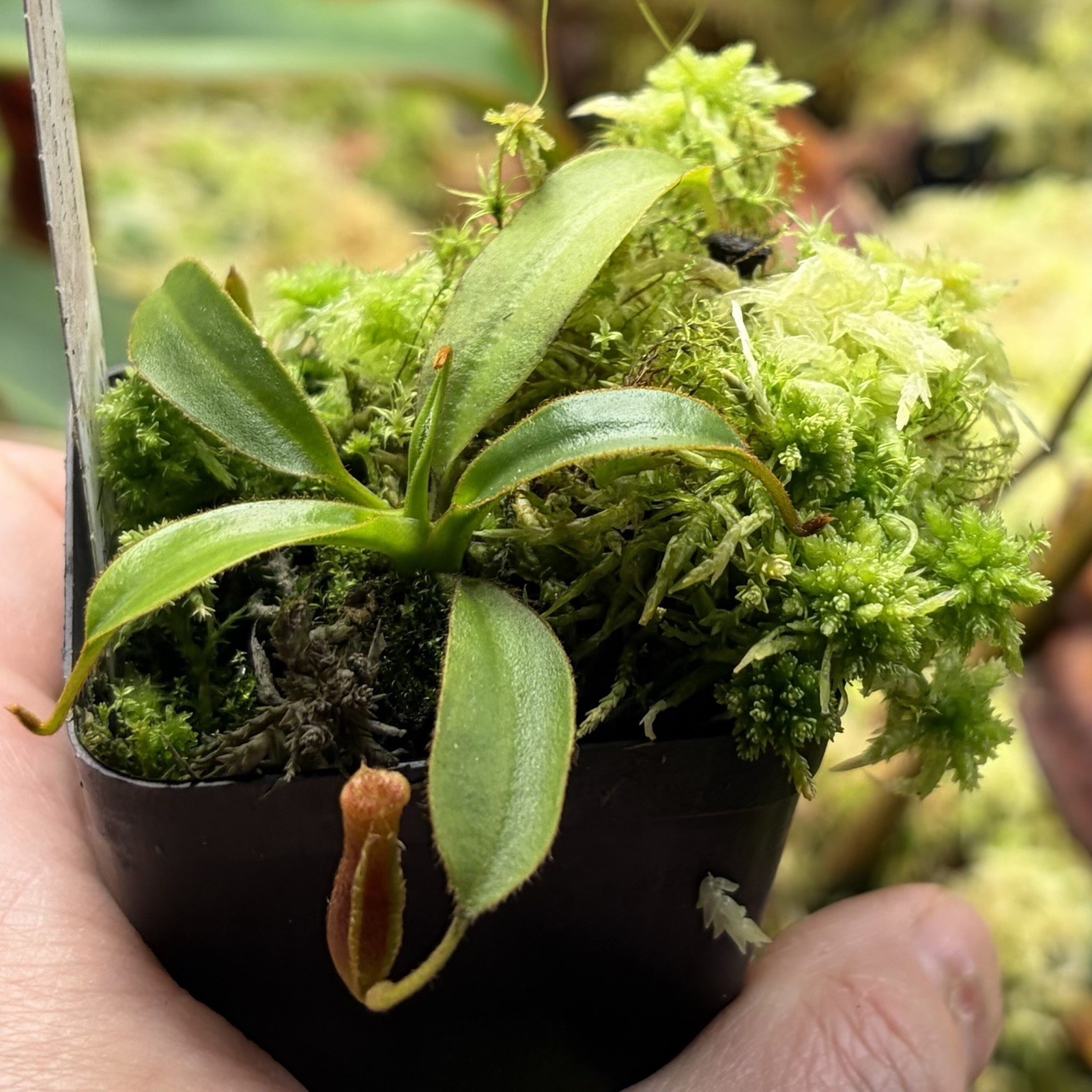 Nepenthes x Trusmadiensis Highland Pitcher Plant Super Desirable Natural Hybrid