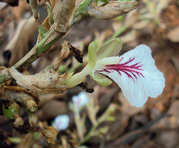 Elettaria cardamomum | Cardamom | 200 Seeds
