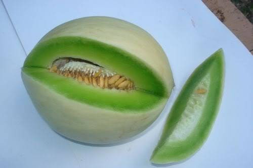 100+ Green Flesh Honeydew Seeds – Winter Melon — Heirloom — Organic – NON GMO