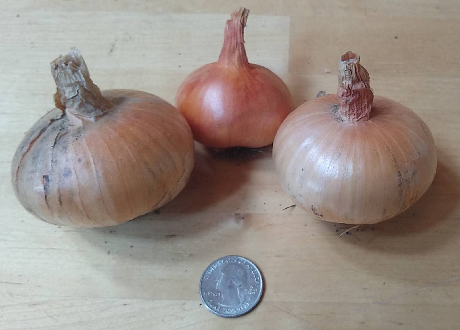 Potato Onion seeds ~ Open Pollinated Heirloom Multiplier Onions