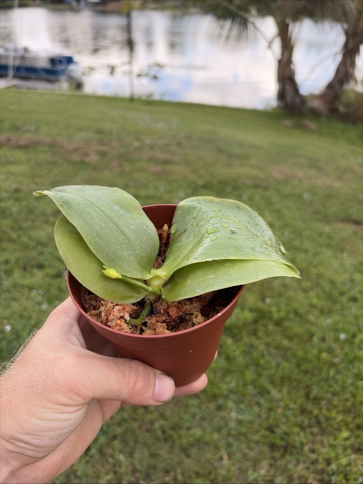 Phalaenopsis Bellina IN SPIKE Species Orchid Plant 0619