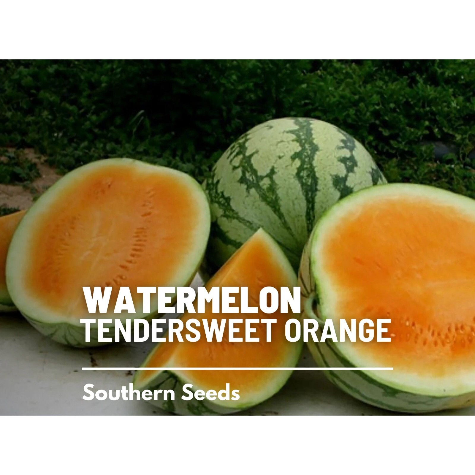 Watermelon, Tendersweet Orange – 25 Seeds, Heirloom Vegetable (Citrullus lanatus