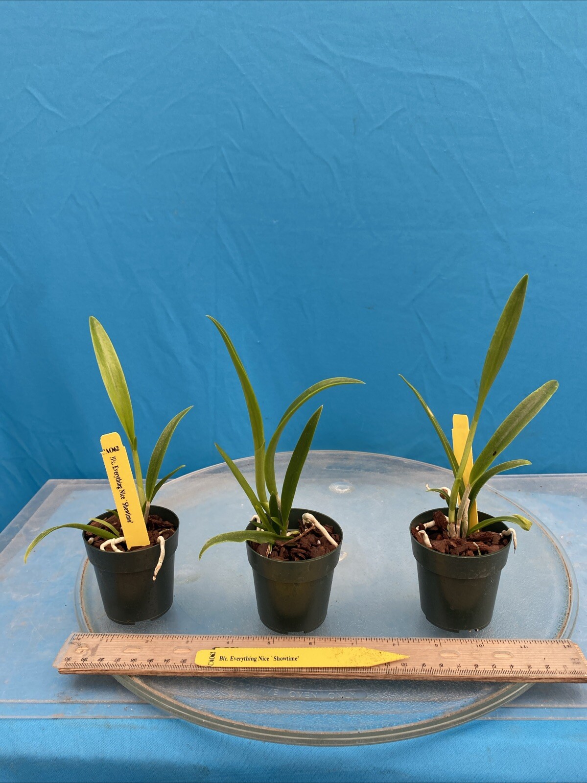 Rlc Everything Nice ‘Showtime’ Green White Fragrant Mericlone Orchid 2.5” Pot