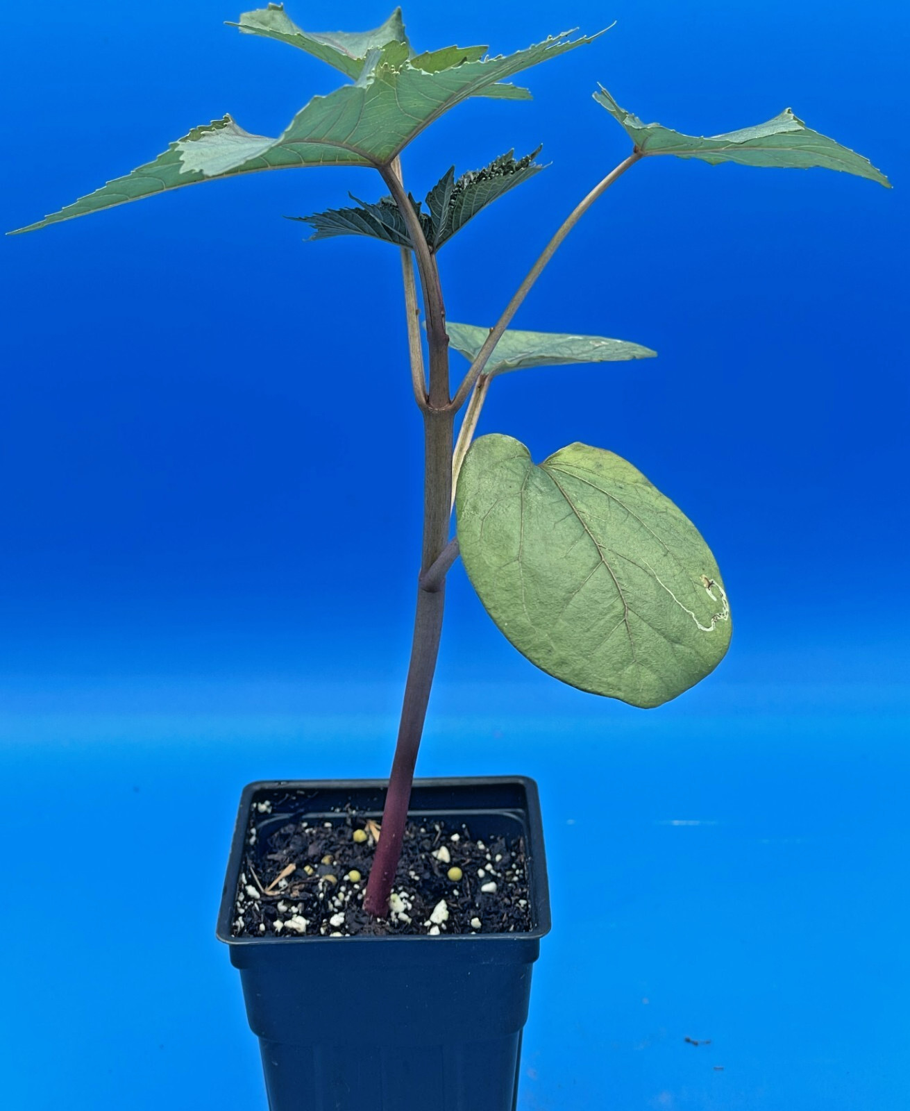 Castor, Zanzibar Red Live Plant 3″ Starter Pot – R communis ‘Zanzibarensis’