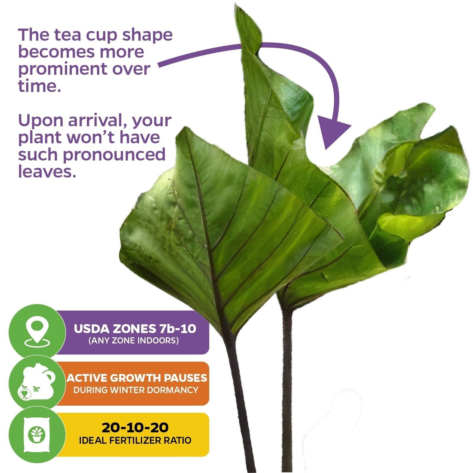 Tea Cup Elephant Ear – Colocasia esculenta