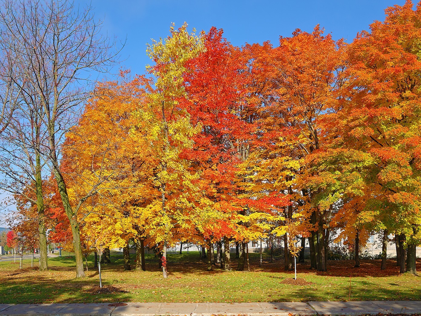 Northern Sugar Maple Tree | Premium Seeds | Acer saccharum ‘Fall’ | Plants’®