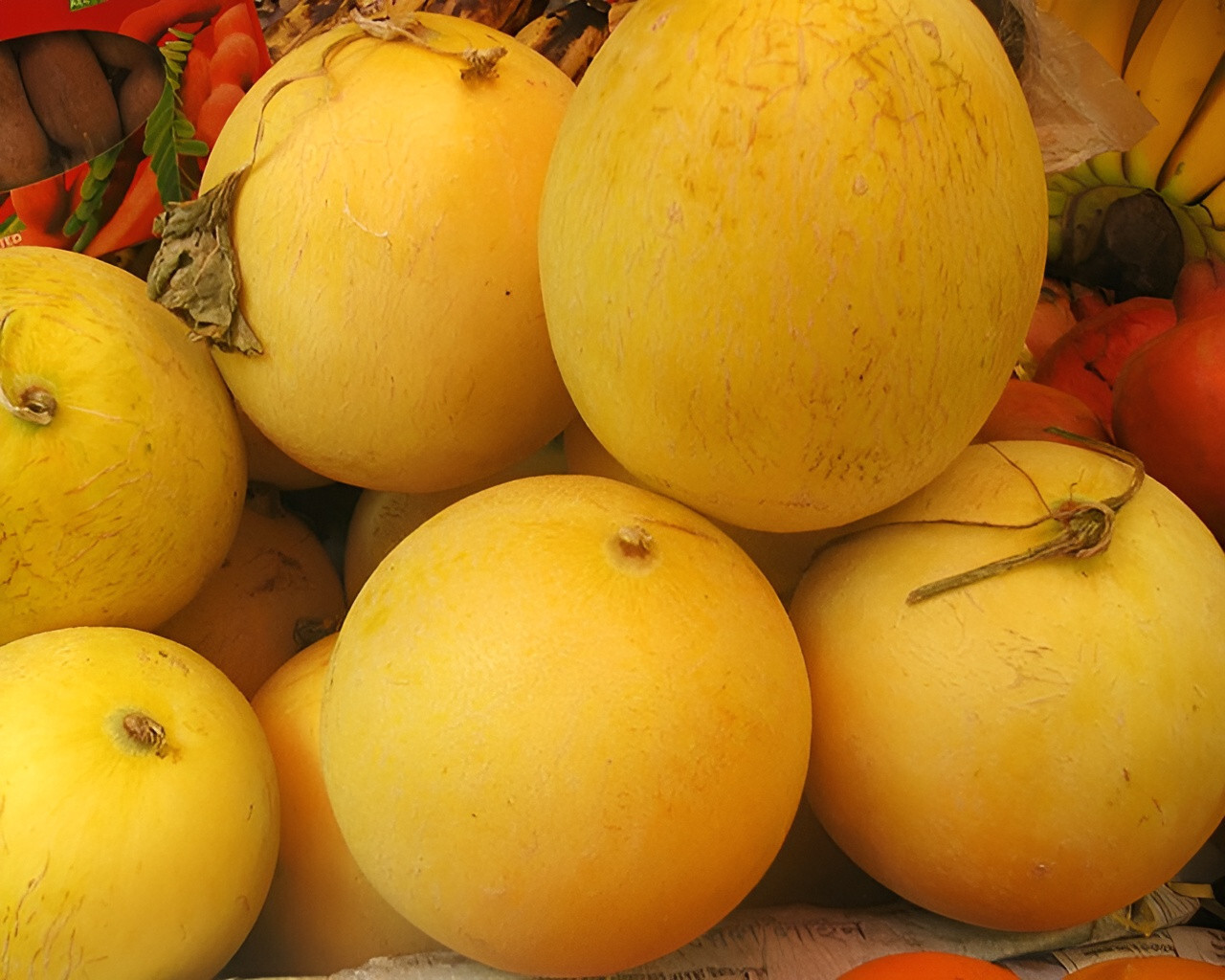 40 Heirloom Kolkhoznitsa Melon Seeds – Unique Early Honeydew Style Melon