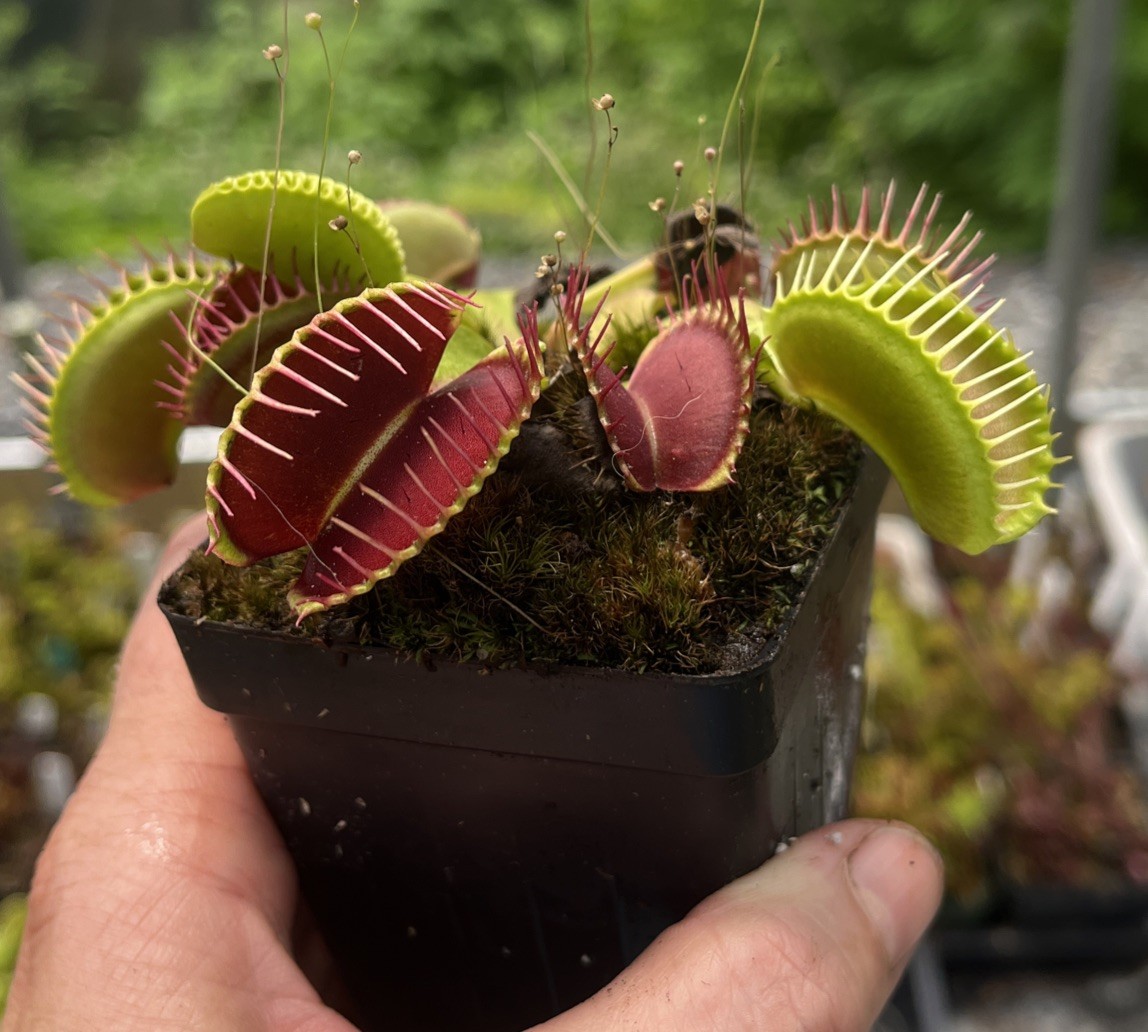 TYPICALS GONE WILD Live Potted Venus Flytrap Vigorous Plant
