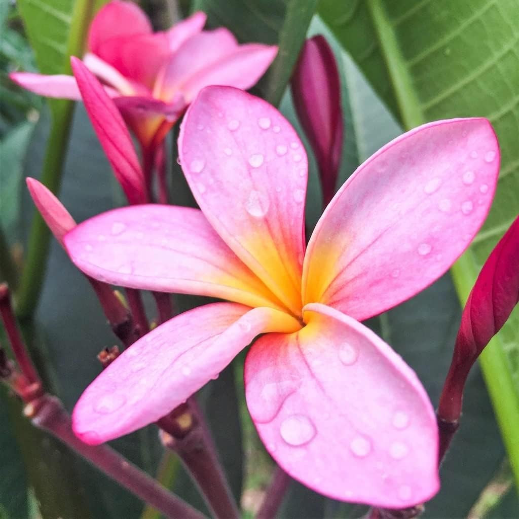 Hawaiian Rare Plumeria Frangipani Plant Planta Cuttings Red, White, Yellow, Pink