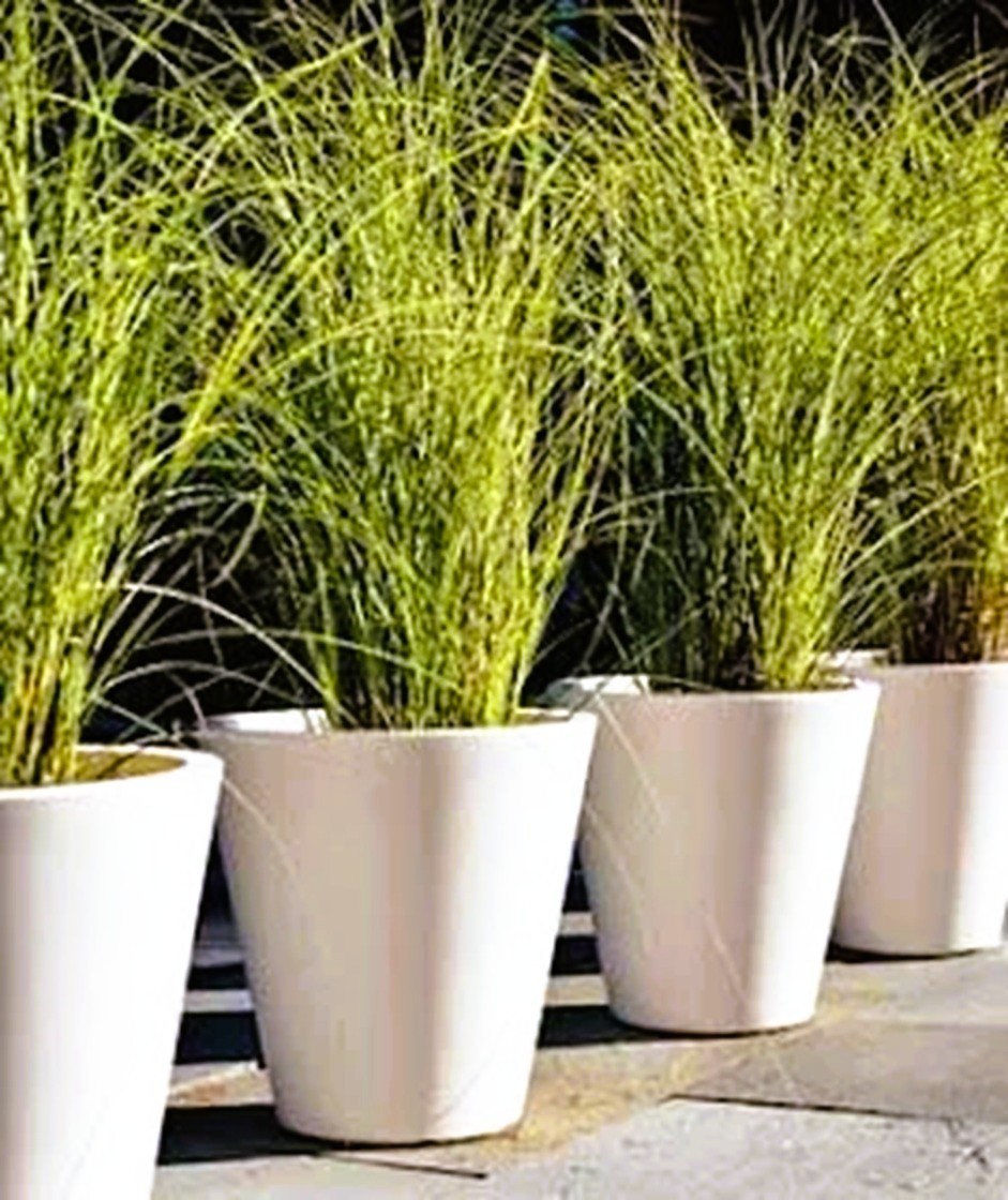 20-pack, Live Lemongrass Starter Stalks for Patio, Pool, Hot Tub, & Spa areas