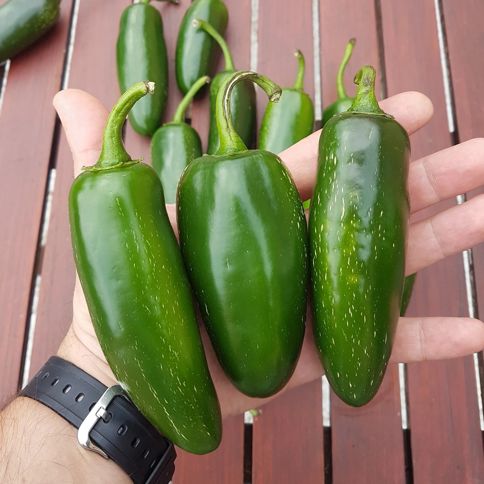 20 GRANDE JALAPENO PEPPER SEEDS ~ heirloomseedguy ~ NON-GMO ~ 2026 ~ USA