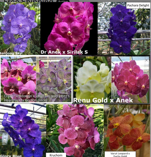 B25 – 4 Live Orchid choose (Cattleya, Oncidium, Vanda, Dendrobium,Phalaenop